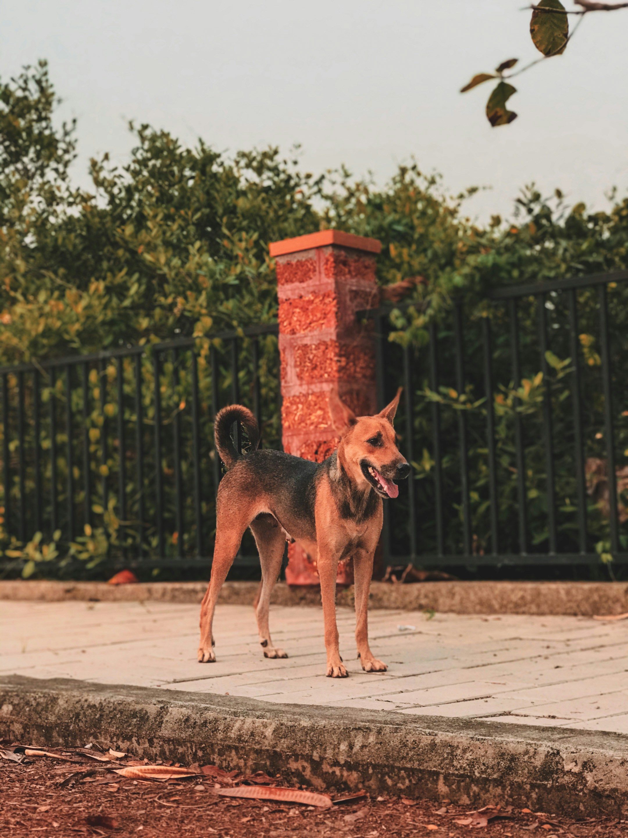 black and tan short coat medium sized dog running on road during daytime