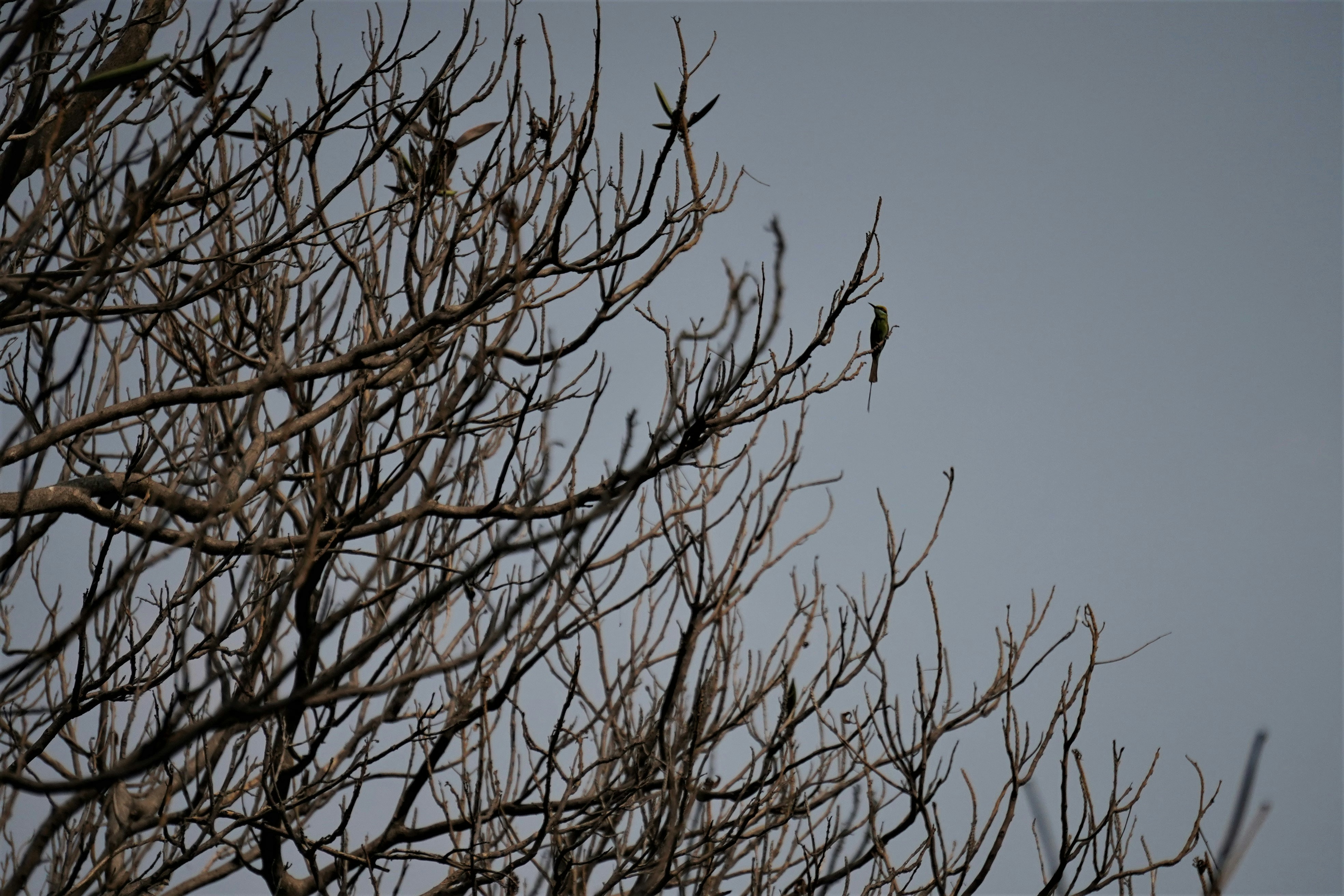 Photo by gulatineeta