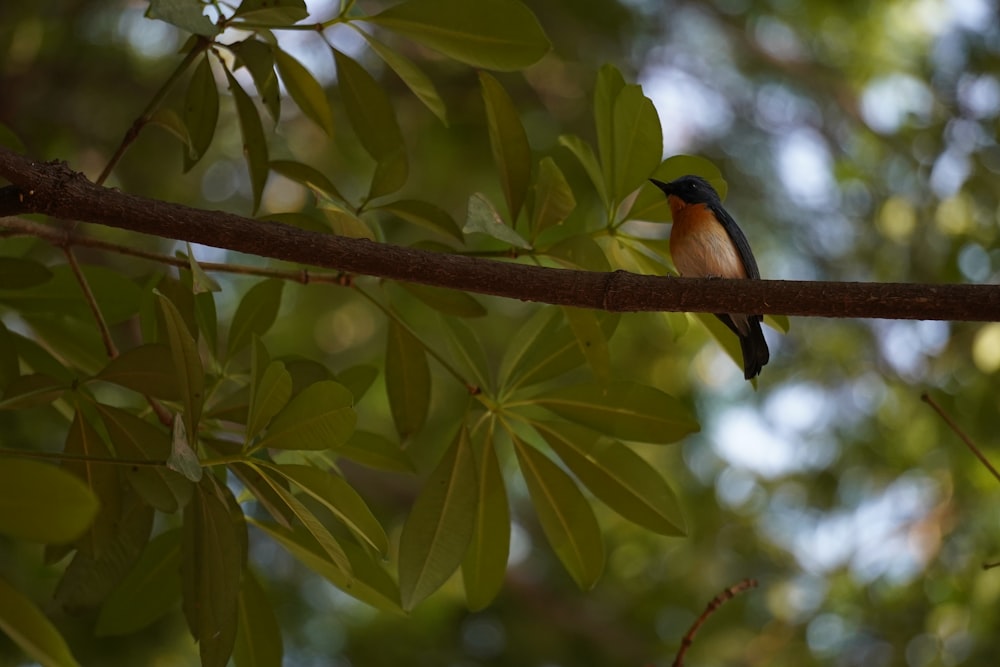 black and brown bird on tree branch during daytime