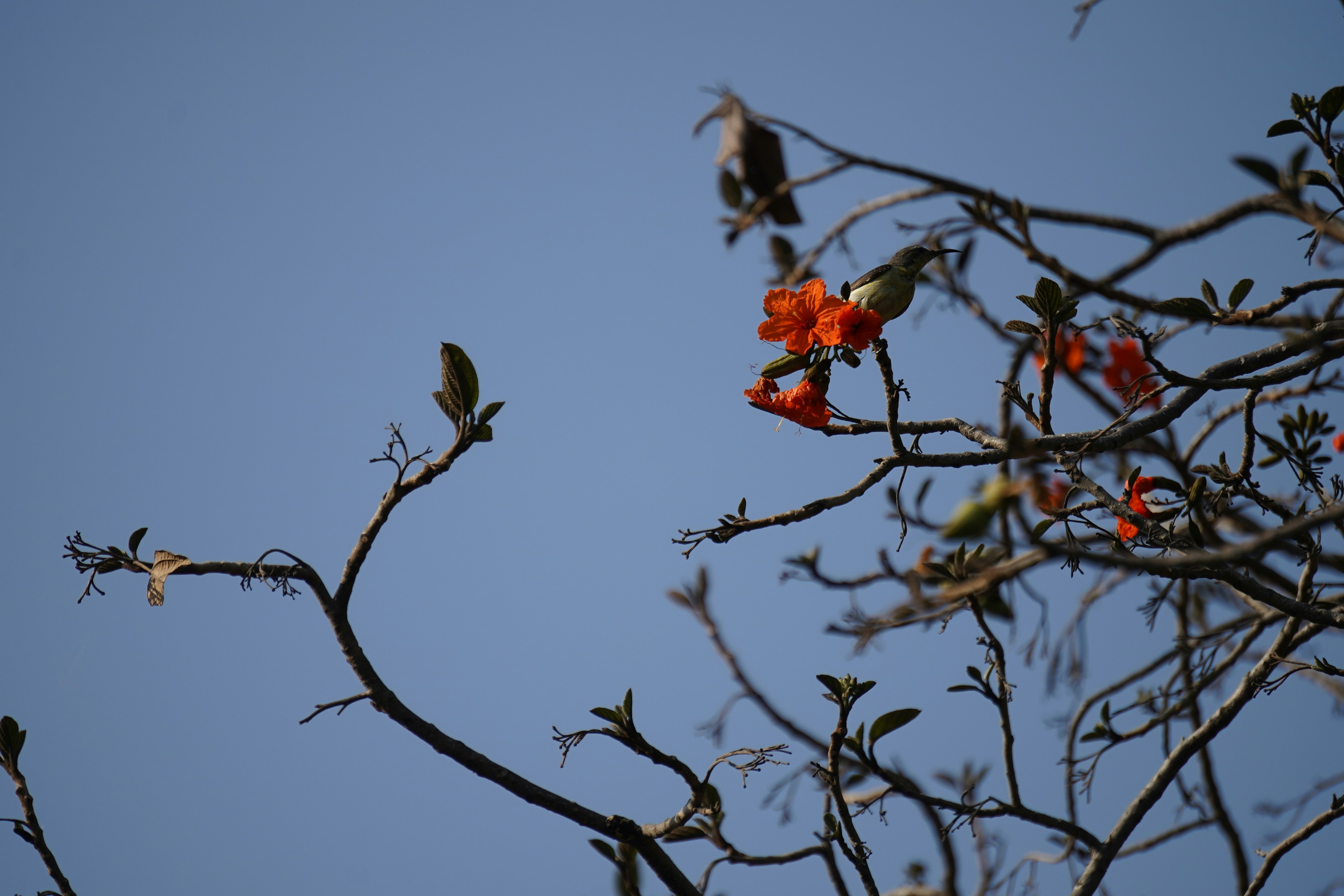 Photo by gulatineeta