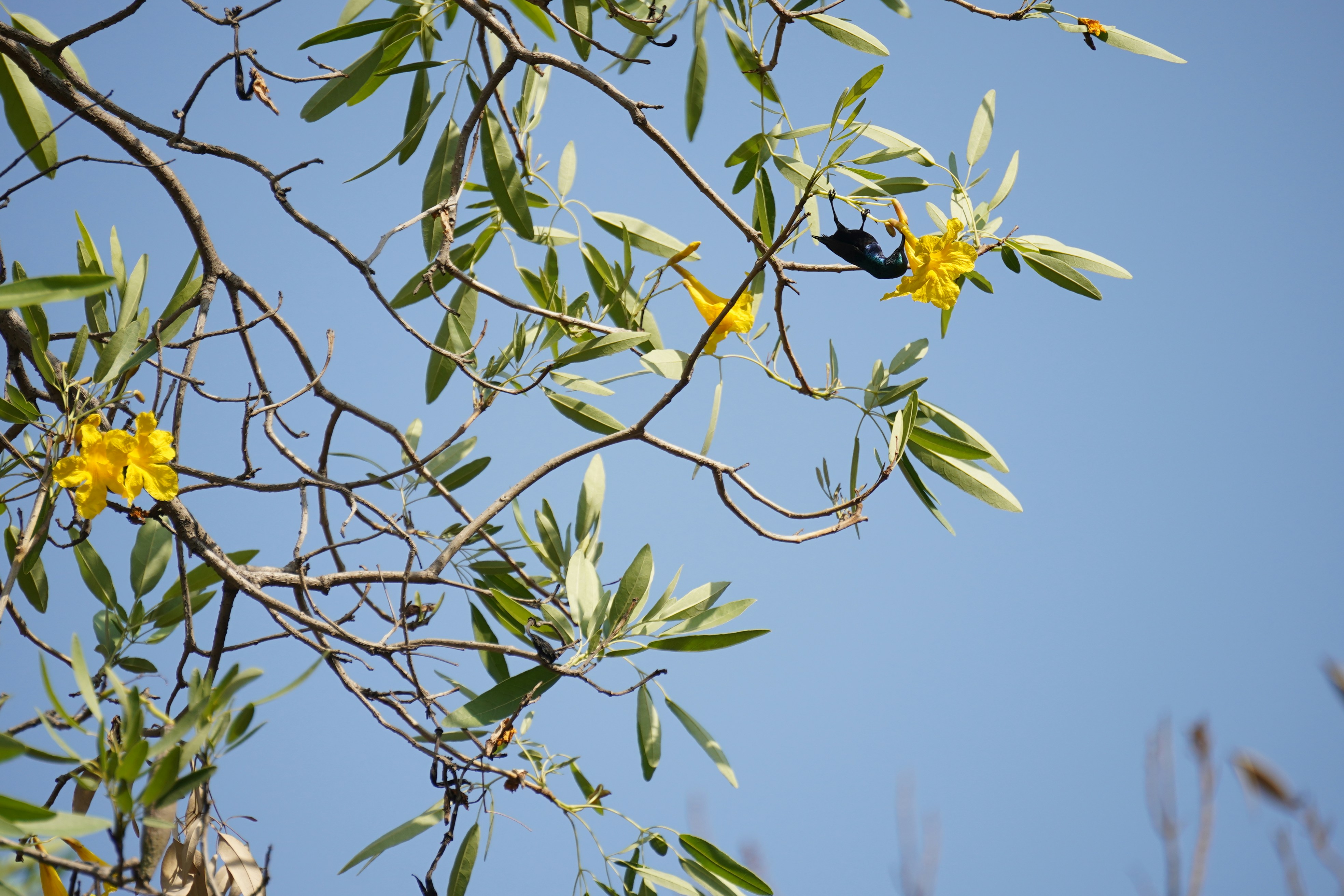 昼間の緑の木に黄色い花の写真 Unsplashで見つける動物の無料写真