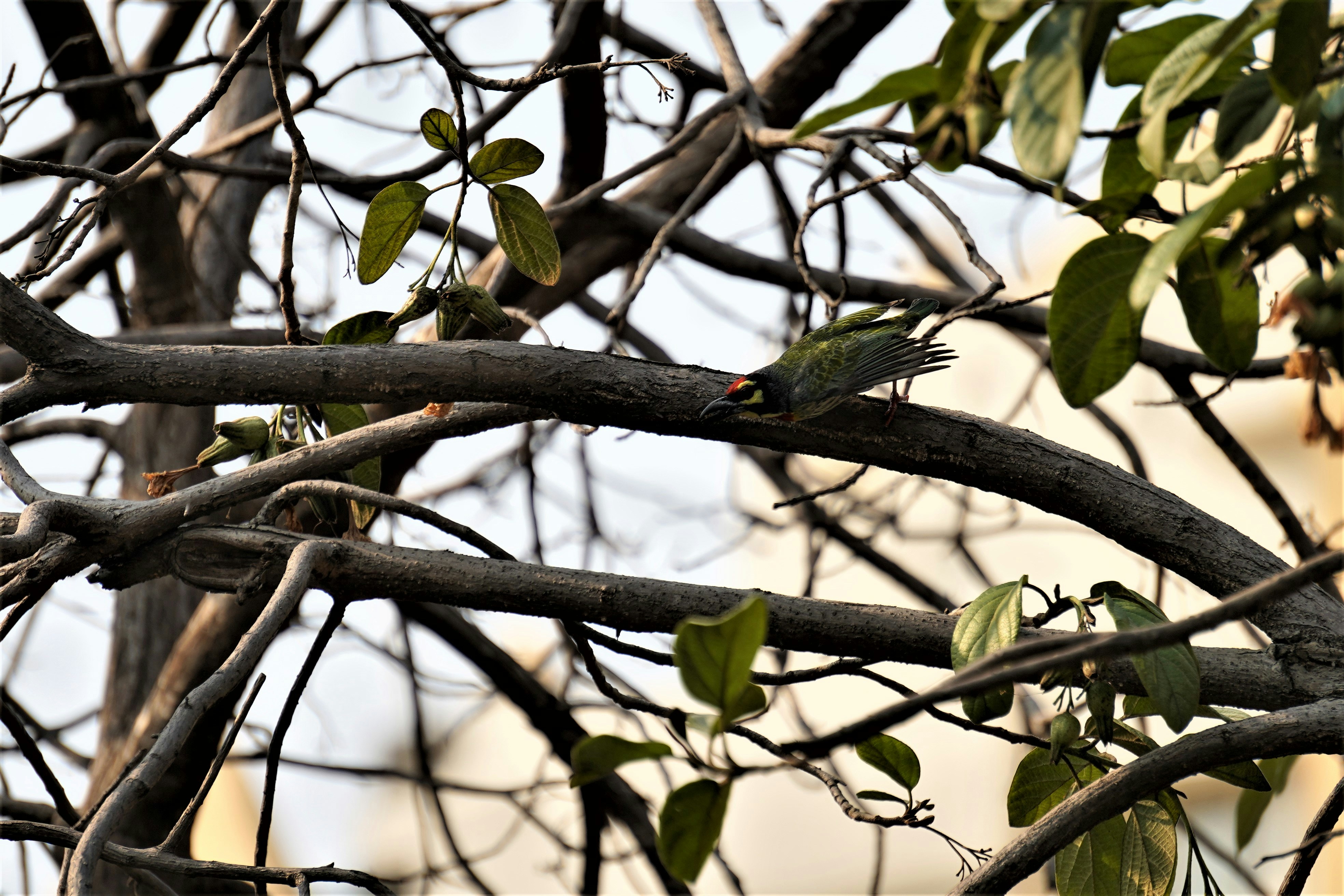 Photo by gulatineeta