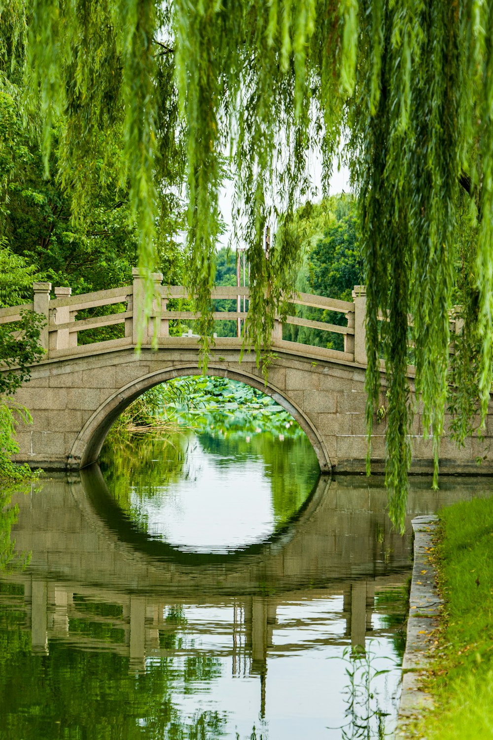 green trees near body of water during daytime