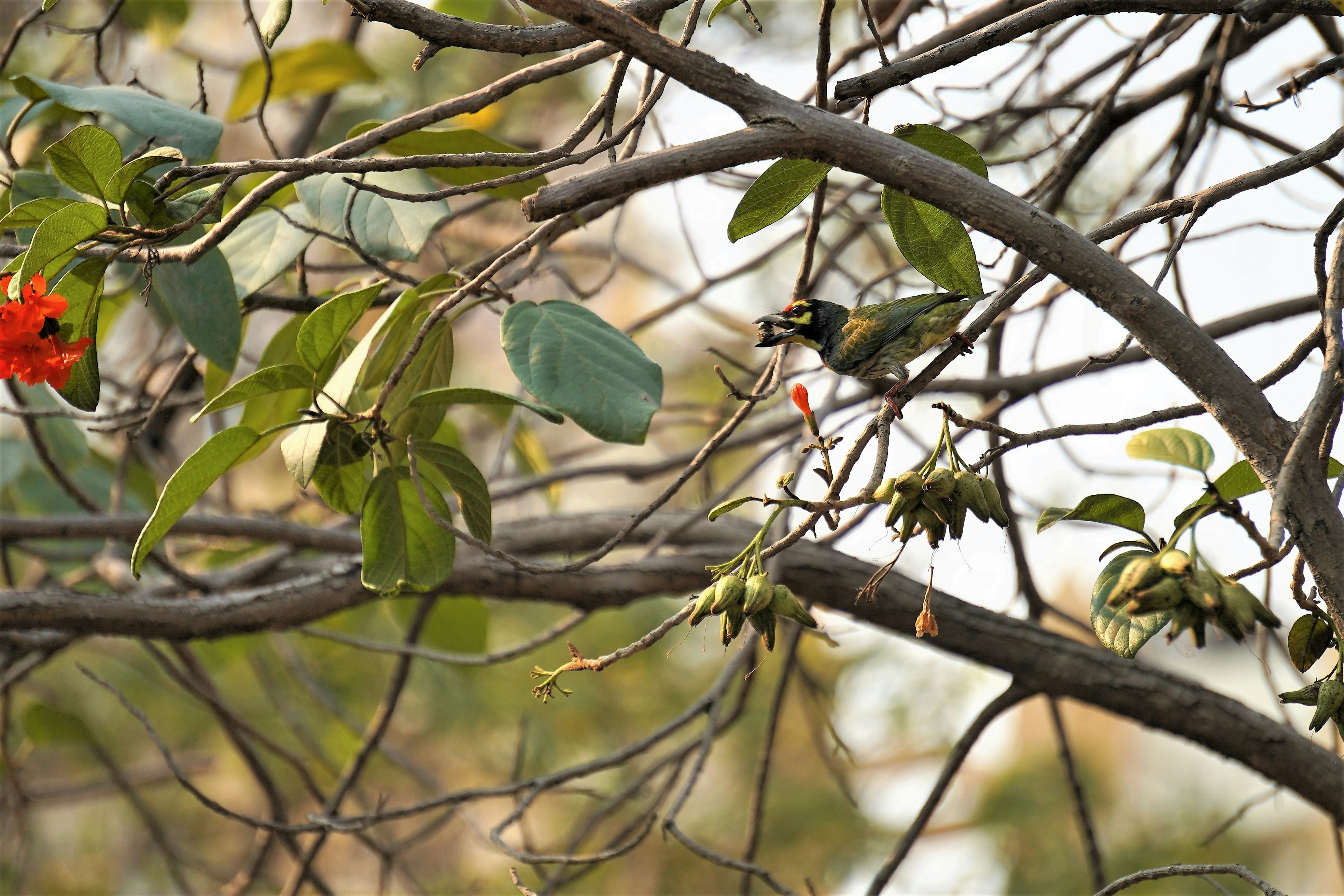 Photo by gulatineeta