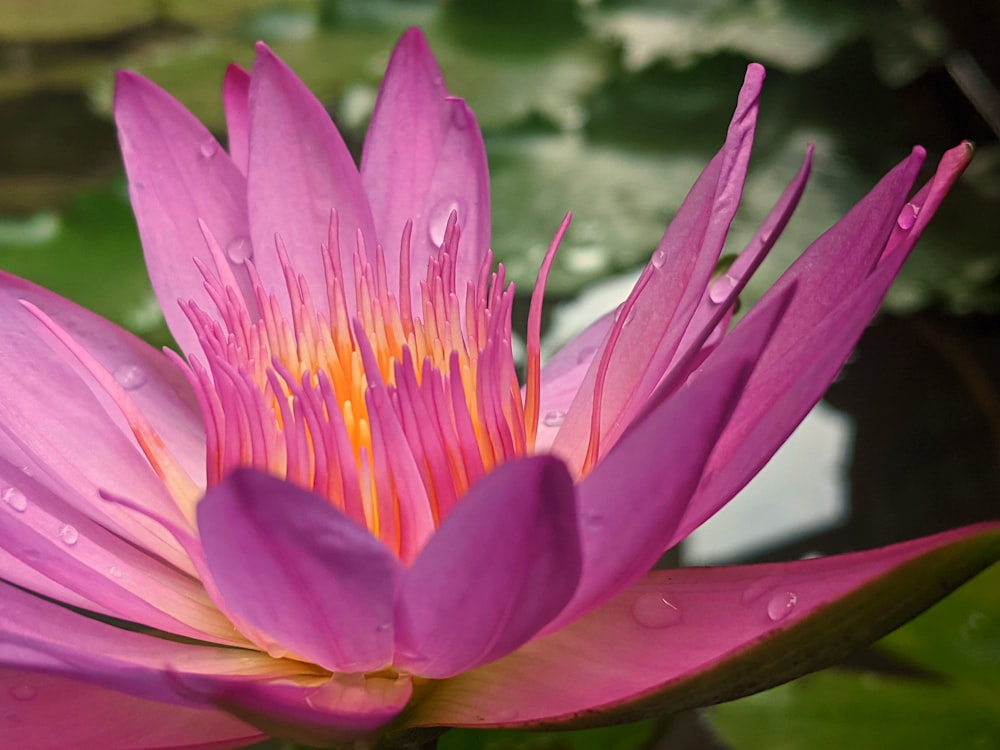 pink waterlily in bloom during daytime