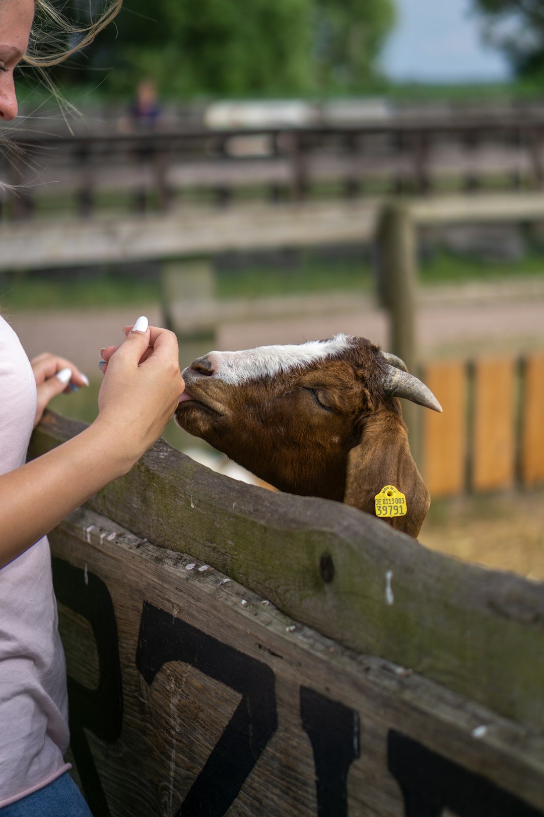 person feeding cow during daytime