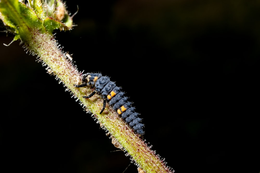black and yellow caterpillar on green stem