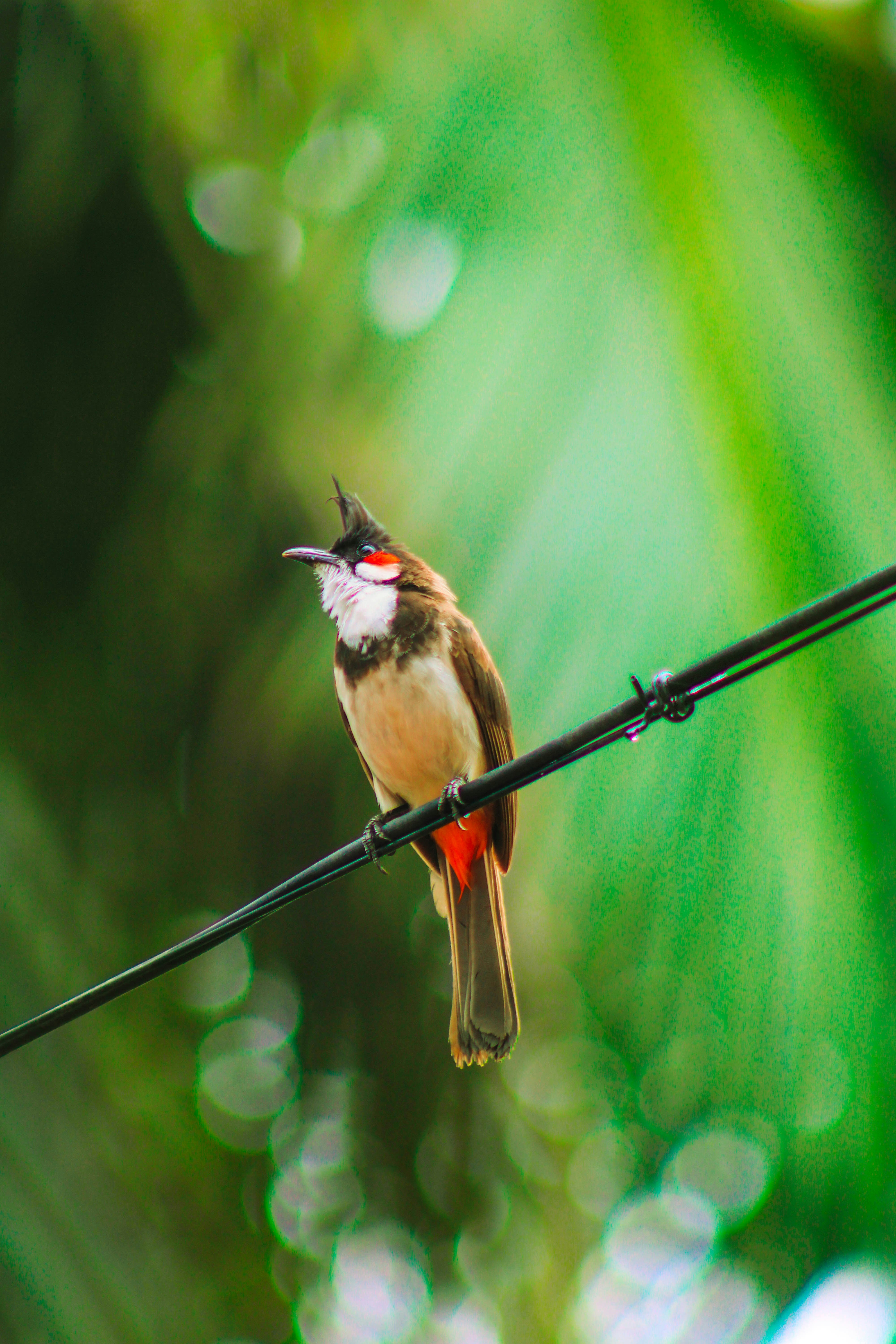 Best 500+ Bulbul Pictures | Download Free Images on Unsplash