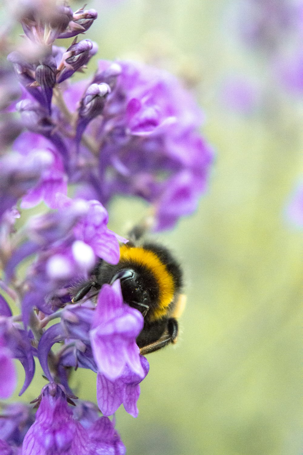 black and yellow bee on purple flower