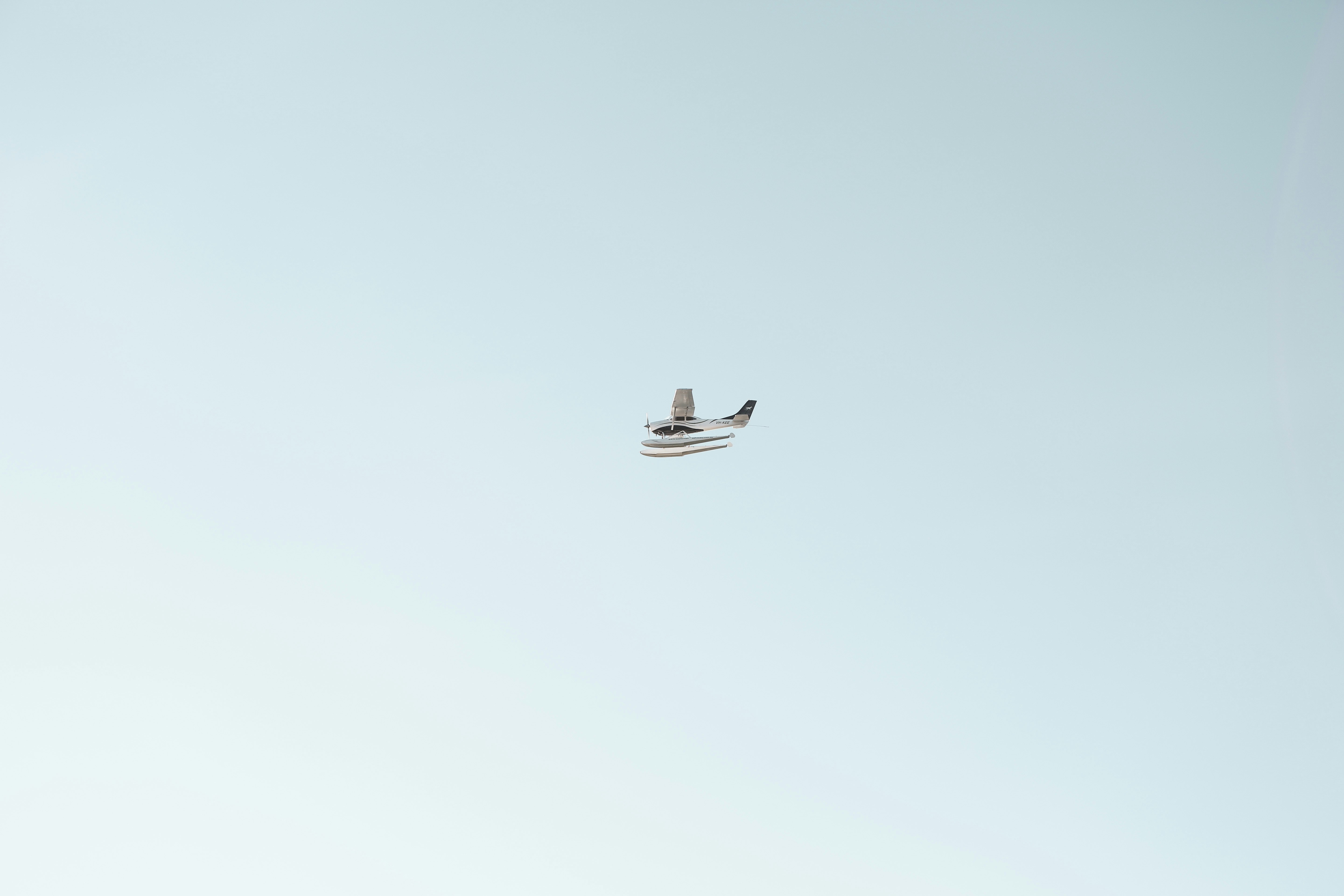 white and black bird flying under white sky during daytime