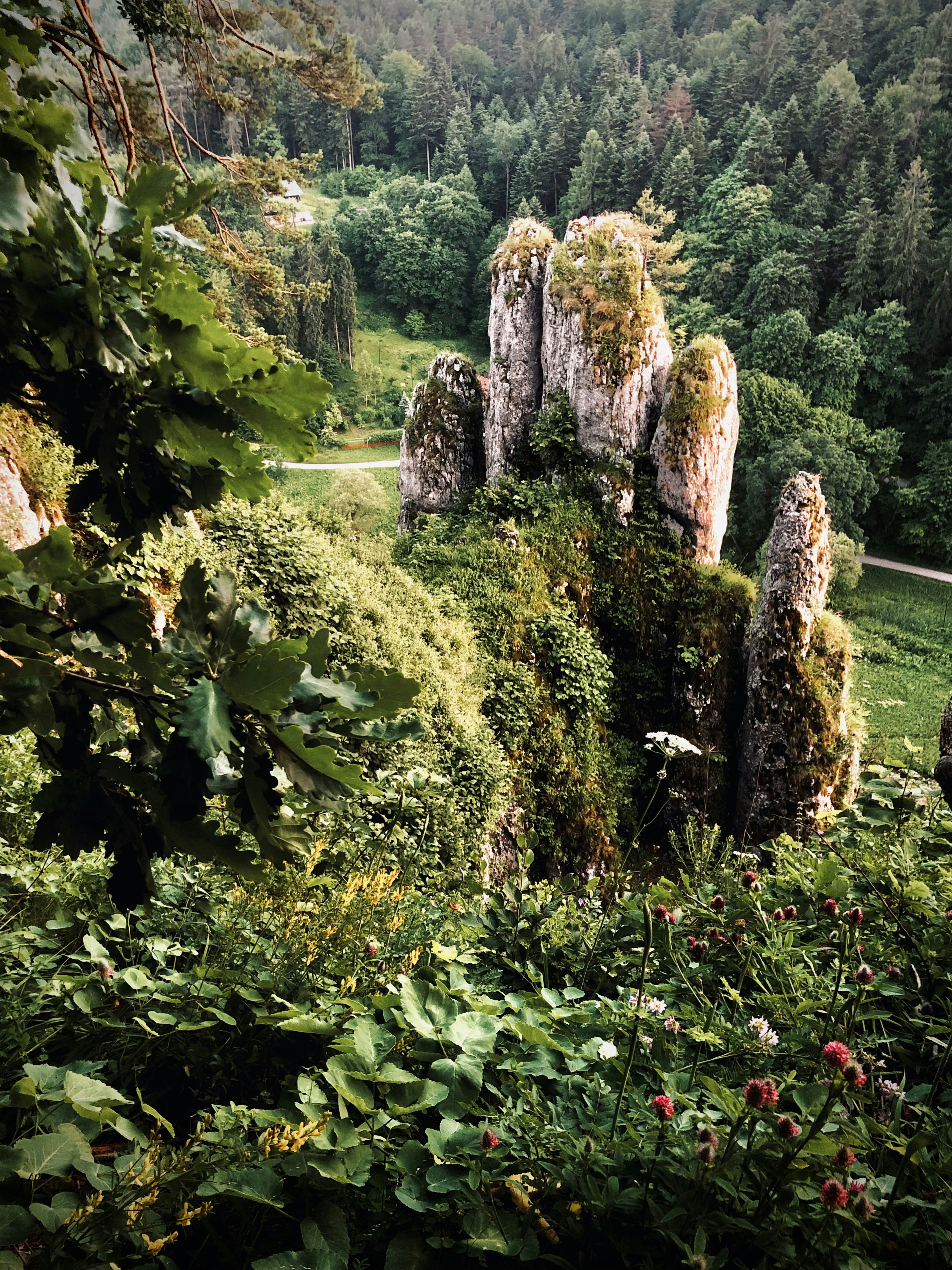 green grass and trees covered with moss