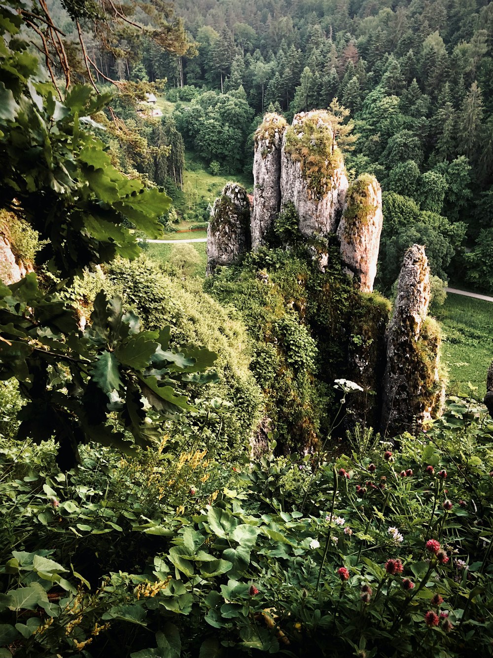 grünes Gras und mit Moos bedeckte Bäume