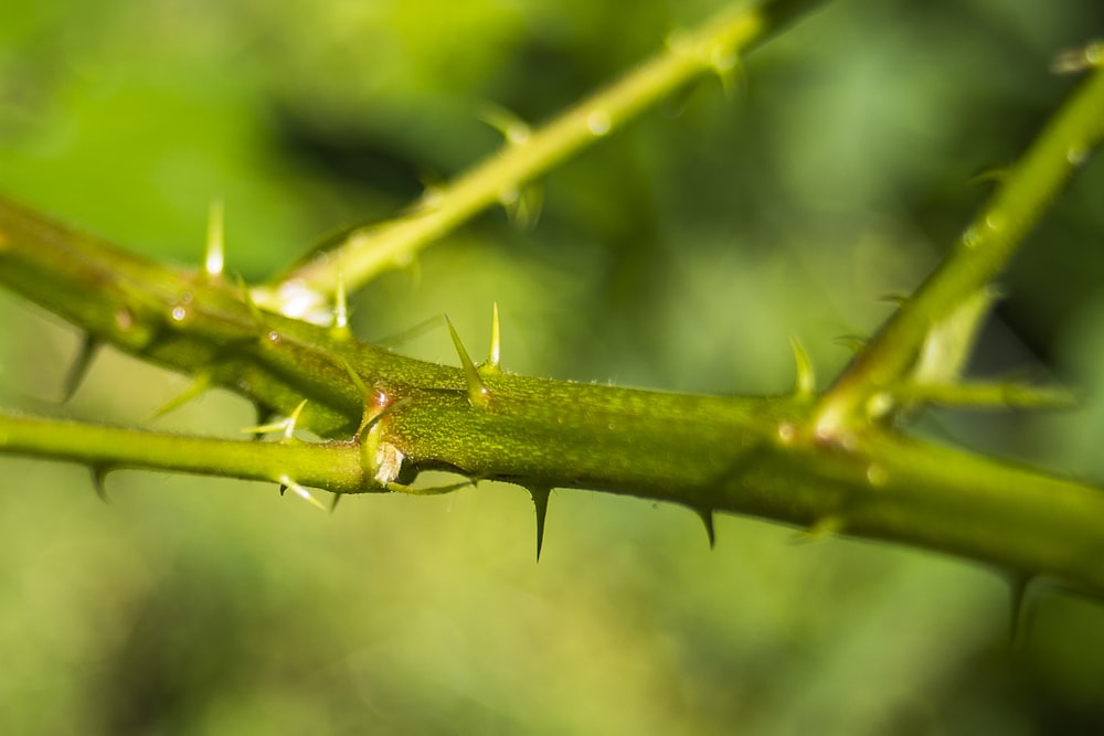 green praying mantis on green stem in close up photography during daytime