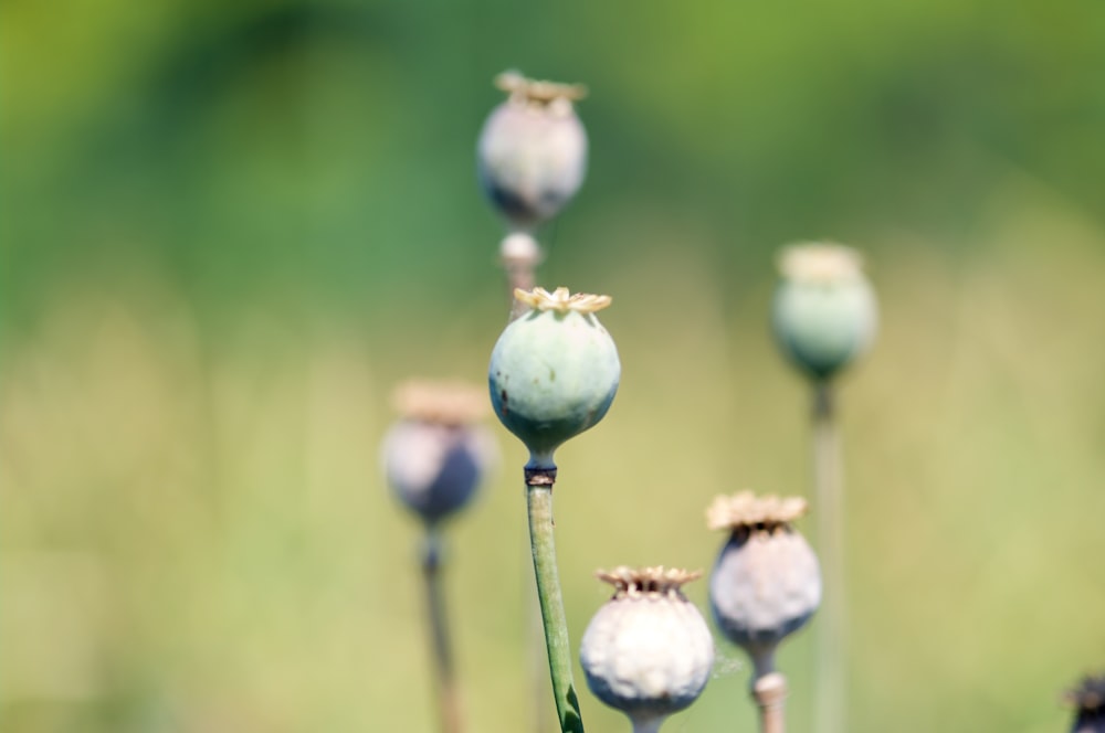 Boutons floraux bleus dans une lentille à bascule et décentrement