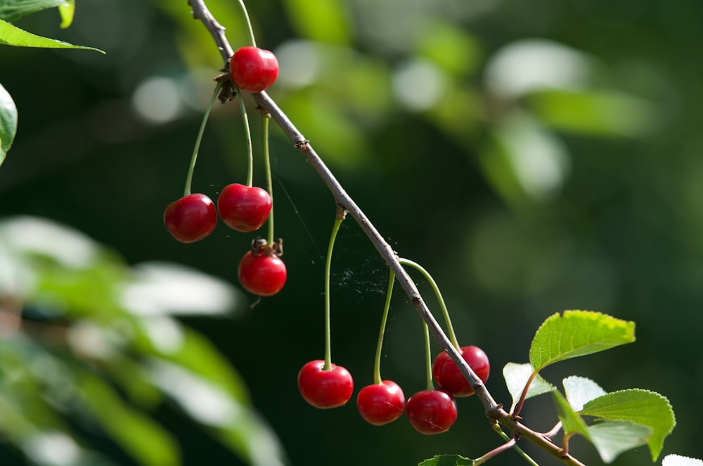 frutti rotondi rossi sull'albero
