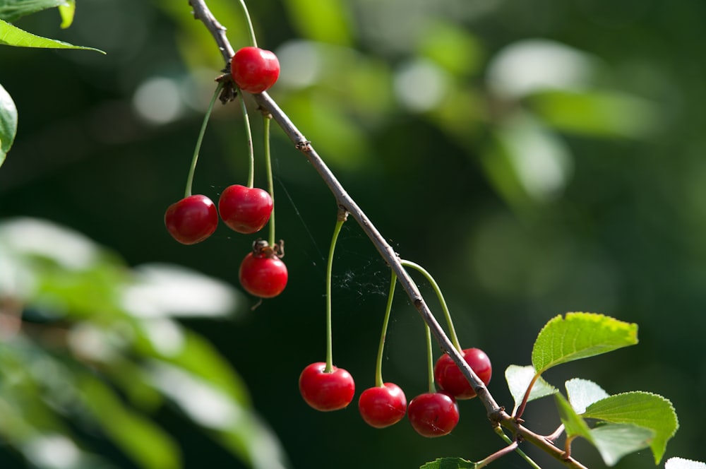 red round fruits on tree