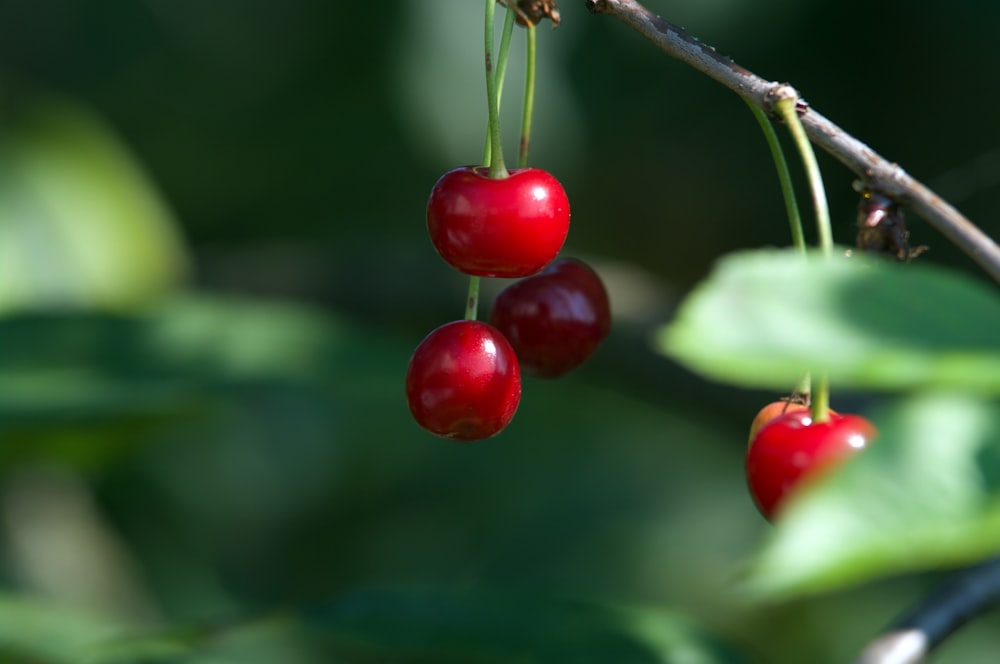 red round fruits in tilt shift lens