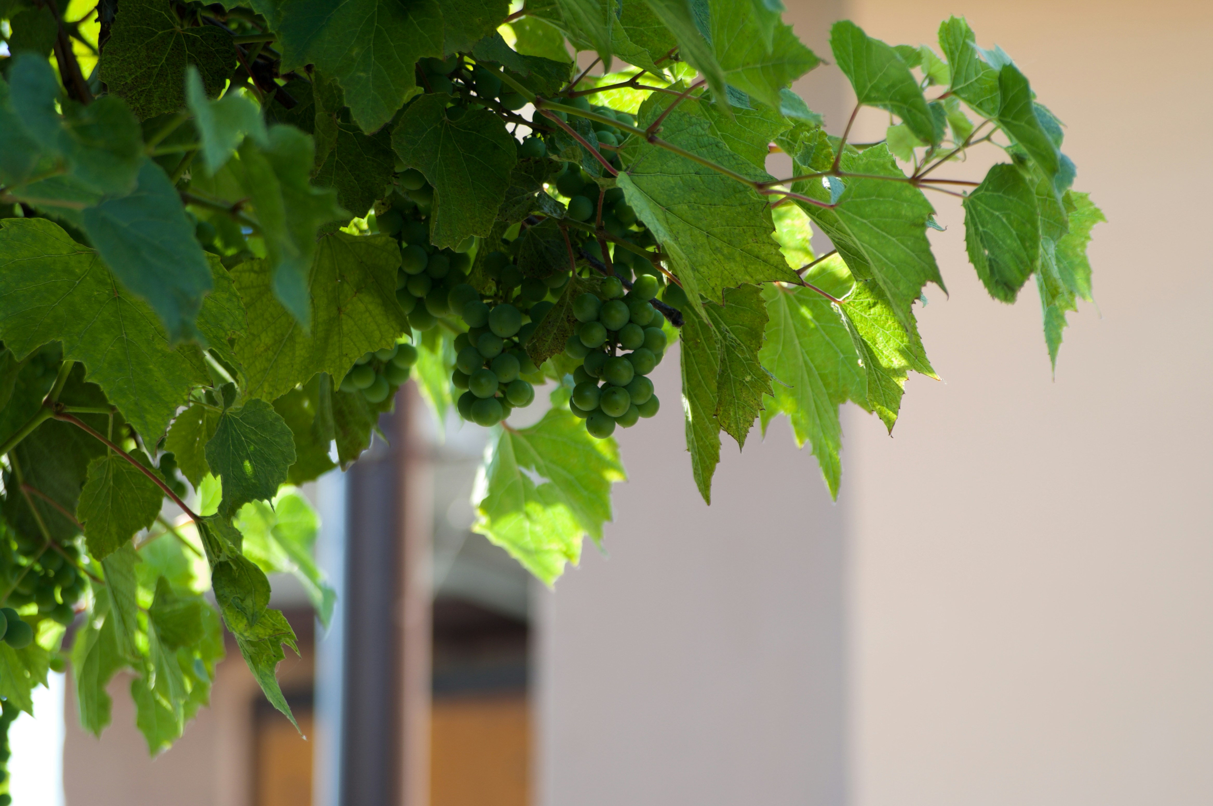 green leaves on white wall