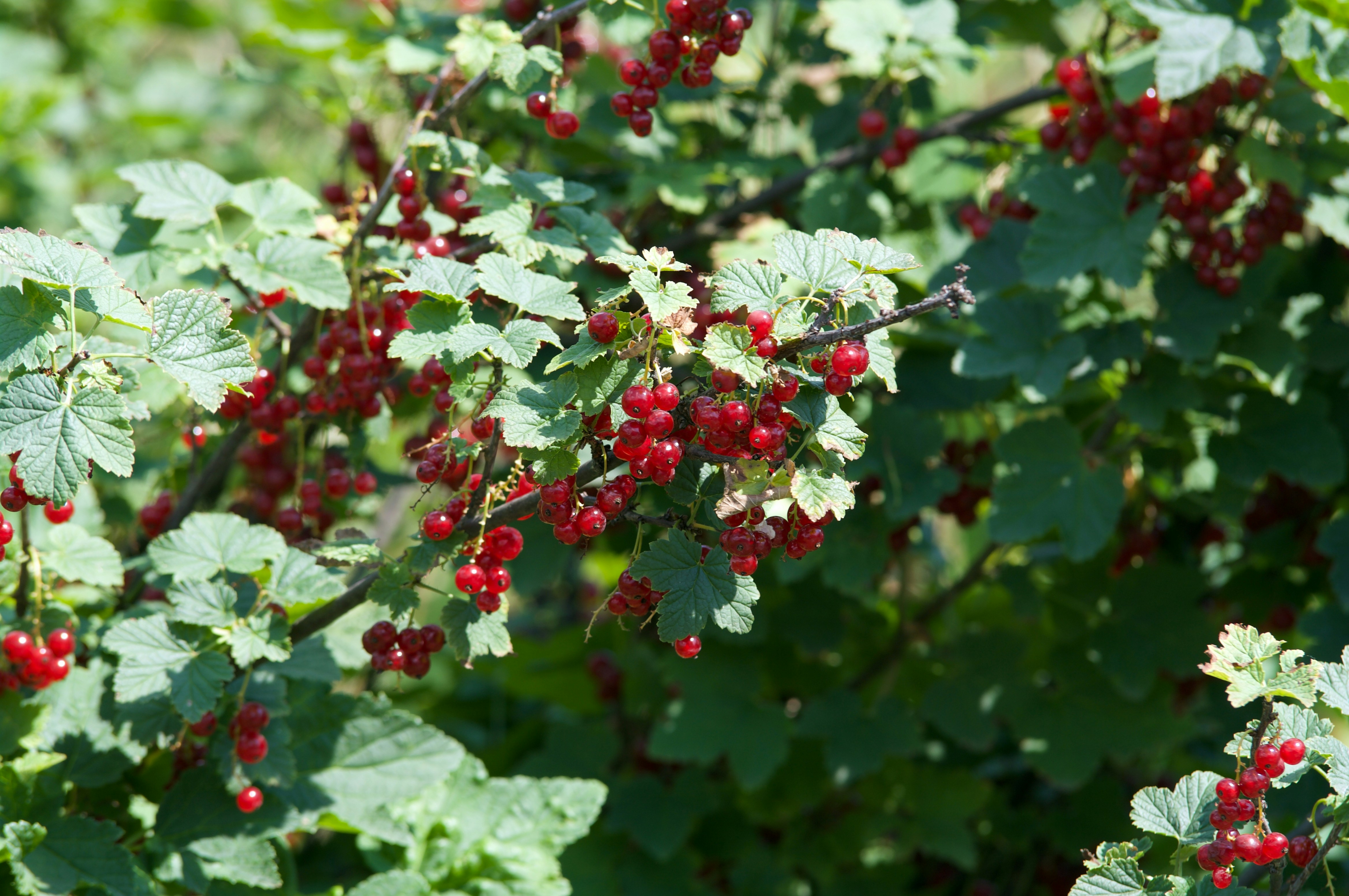 Photo by alexbelogub