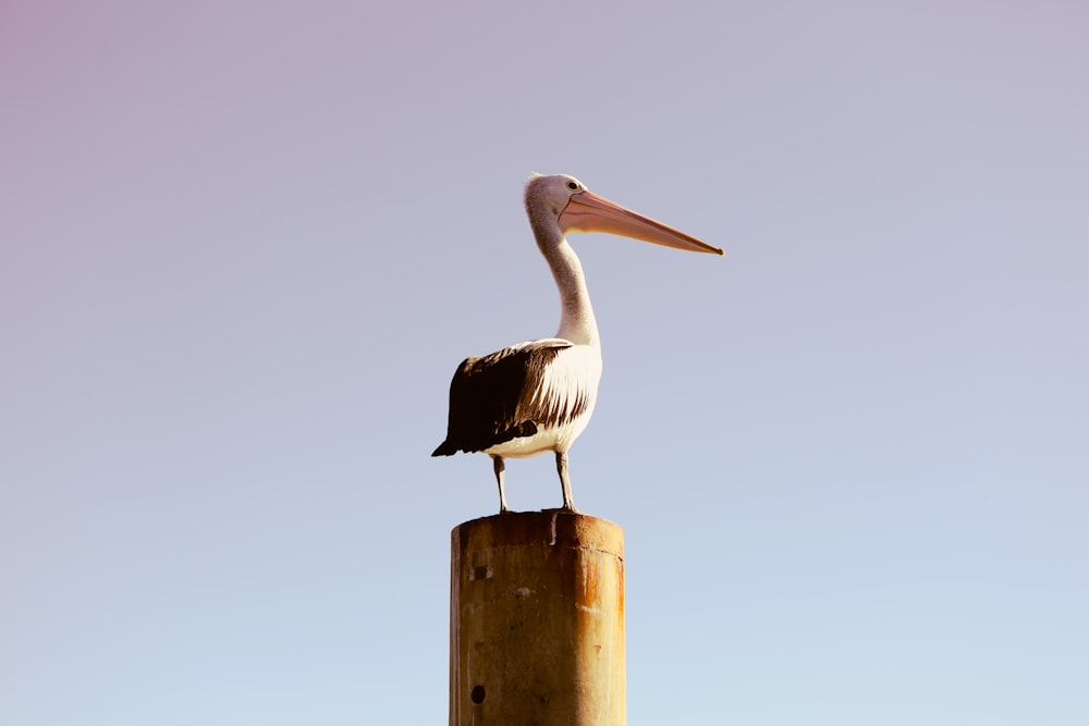 white pelican on brown wooden post during daytime