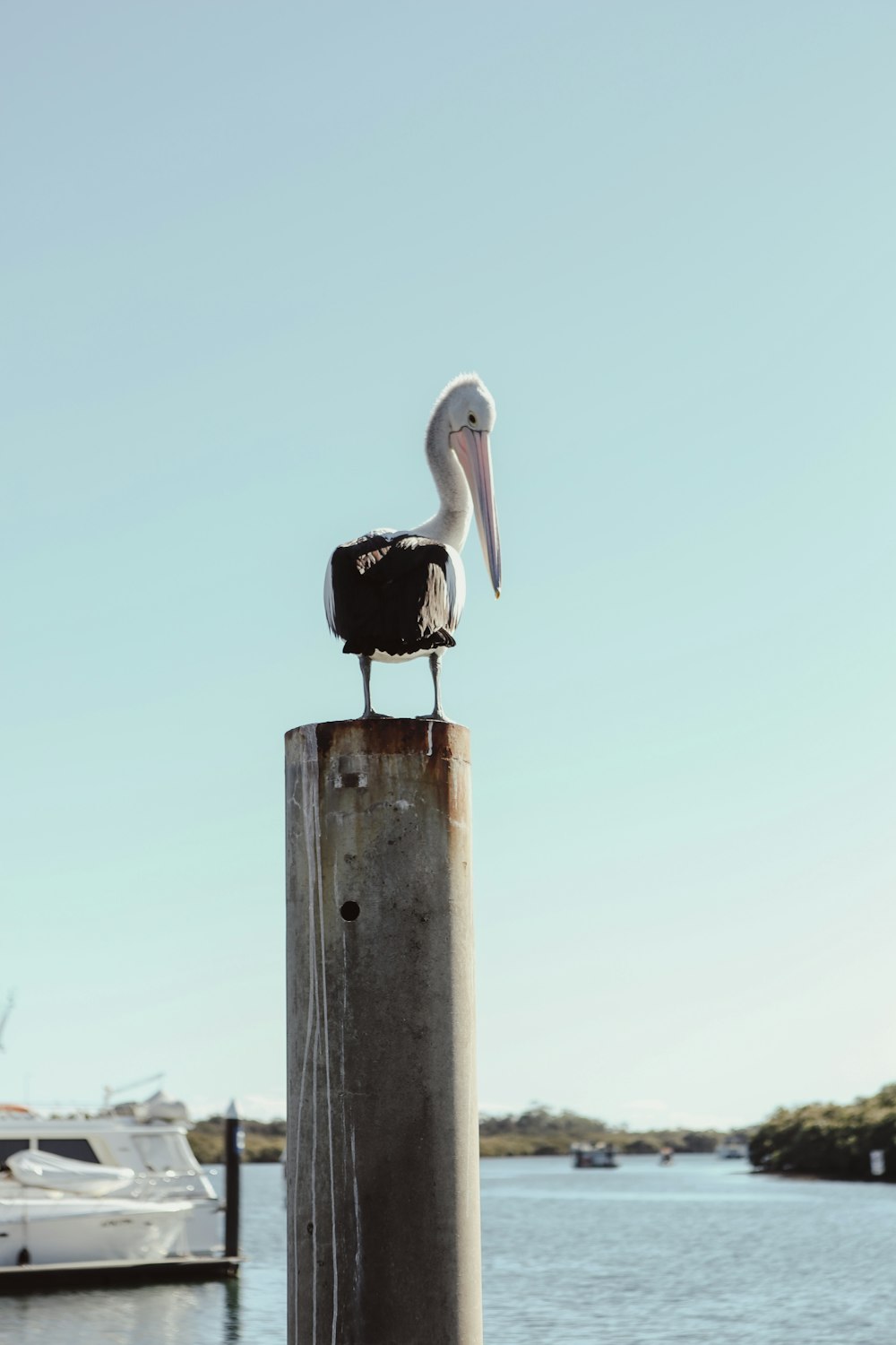 black and white pelican on brown wooden post under blue sky during daytime