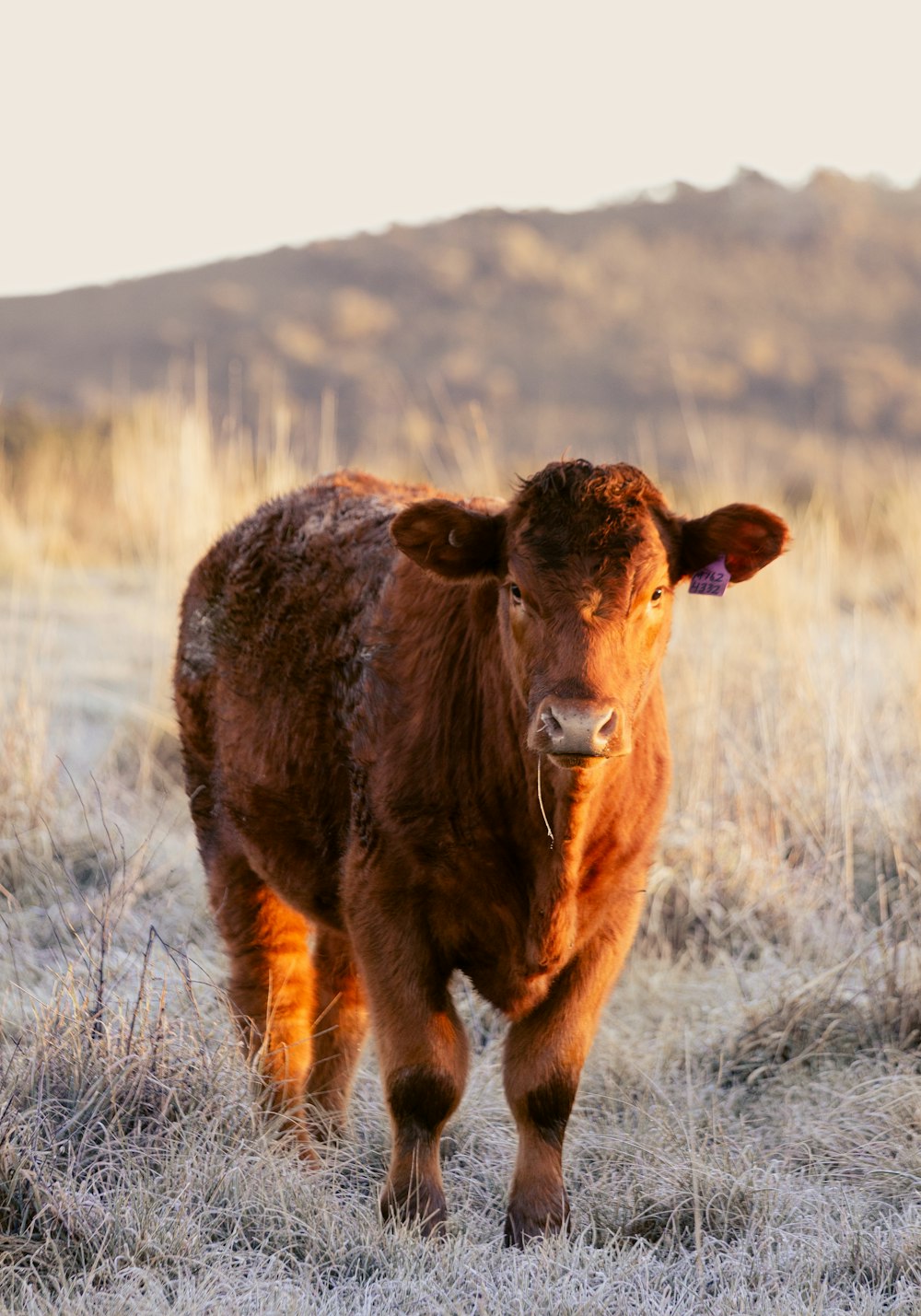 brown cow on brown grass field during daytime