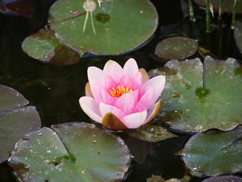 pink lotus flower on water