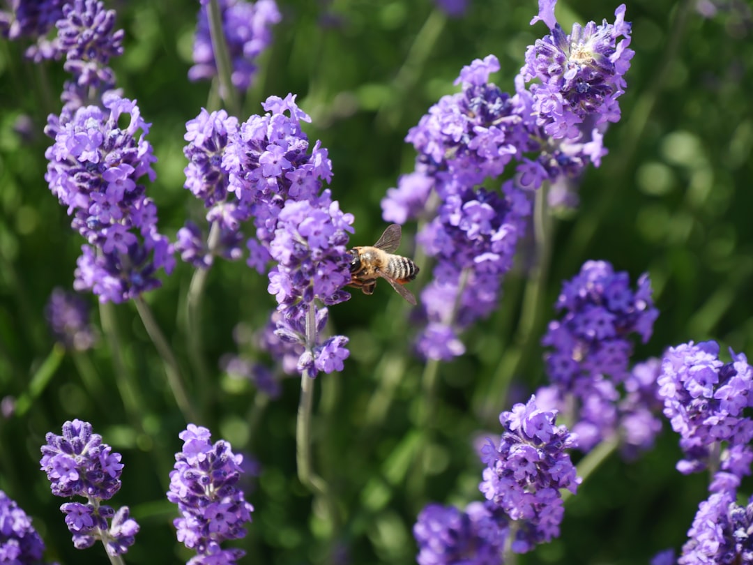 purple flower with bee on top