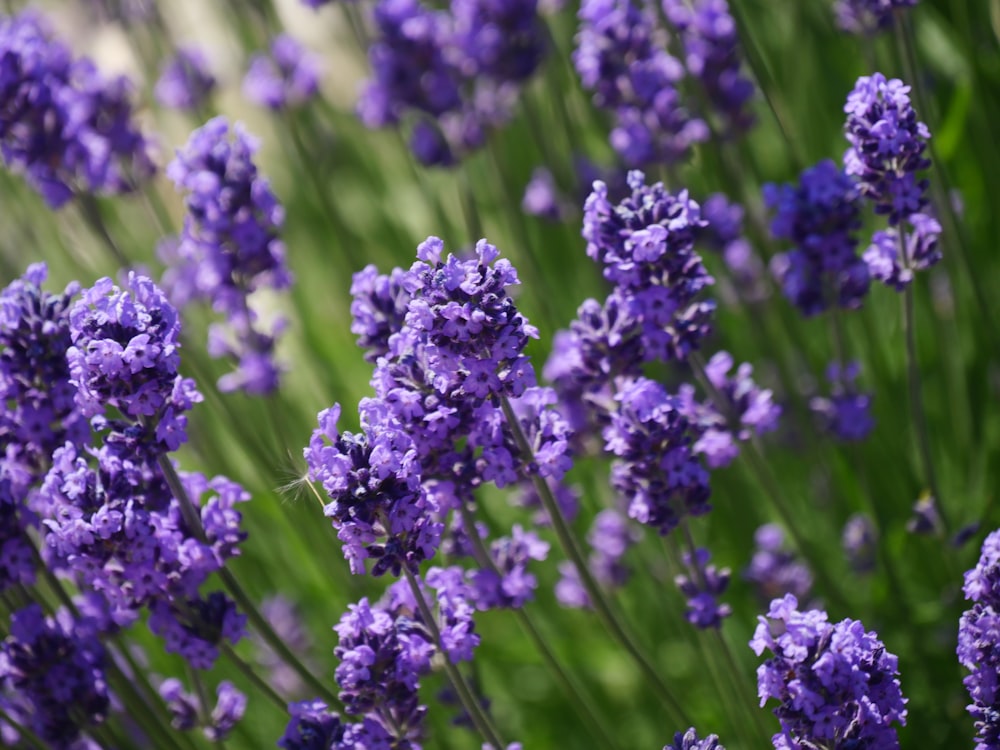 purple flower in macro shot