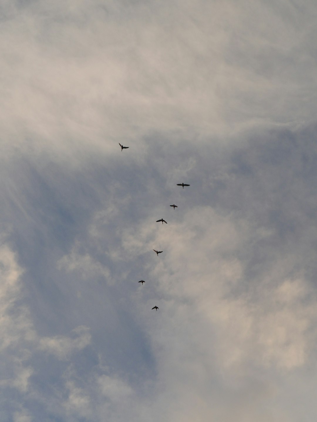 birds flying under white clouds during daytime