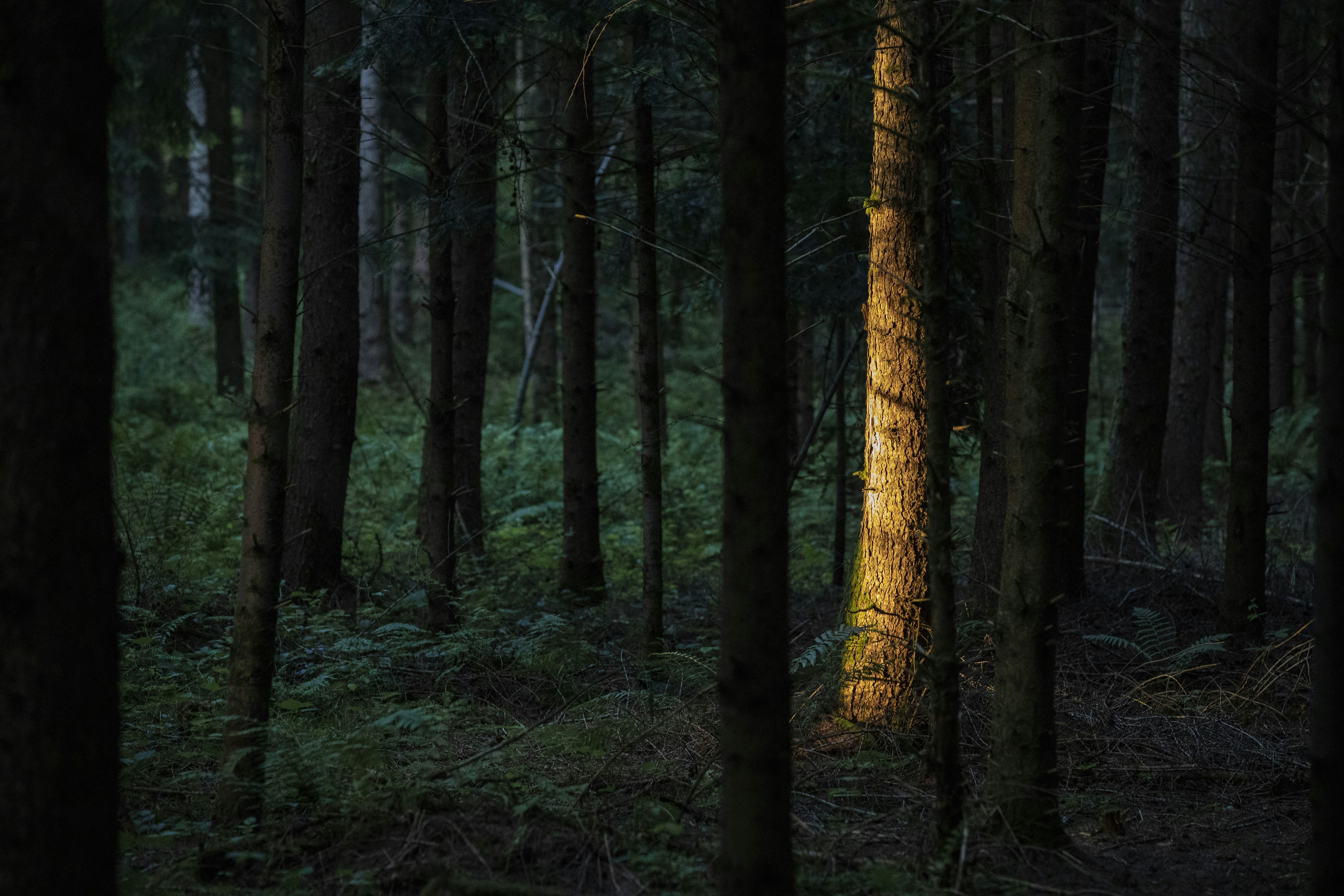 green and brown trees during daytime