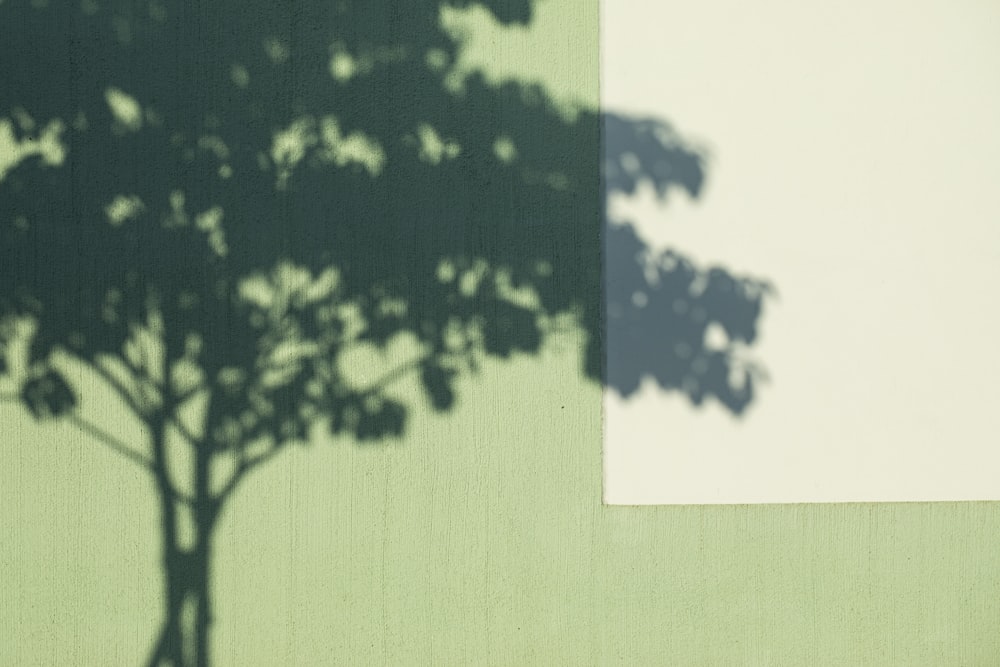 흰 벽 근처의 녹색 나무
