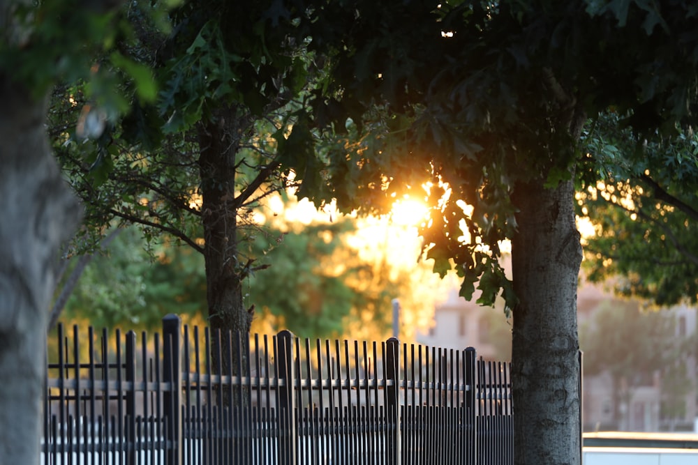 green tree near black wooden fence during sunset