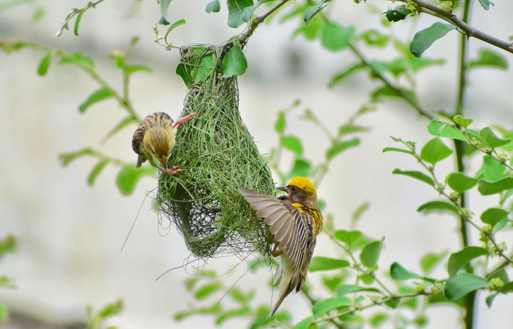 yellow and black bird on green plant during daytime