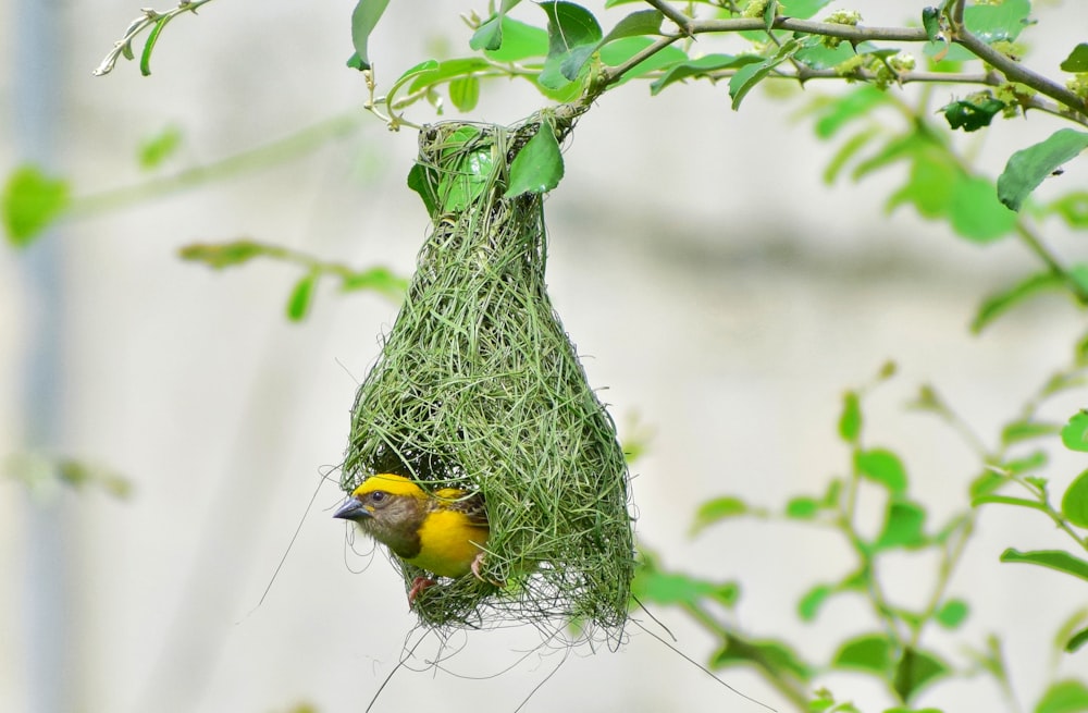 yellow and green bird on green nest