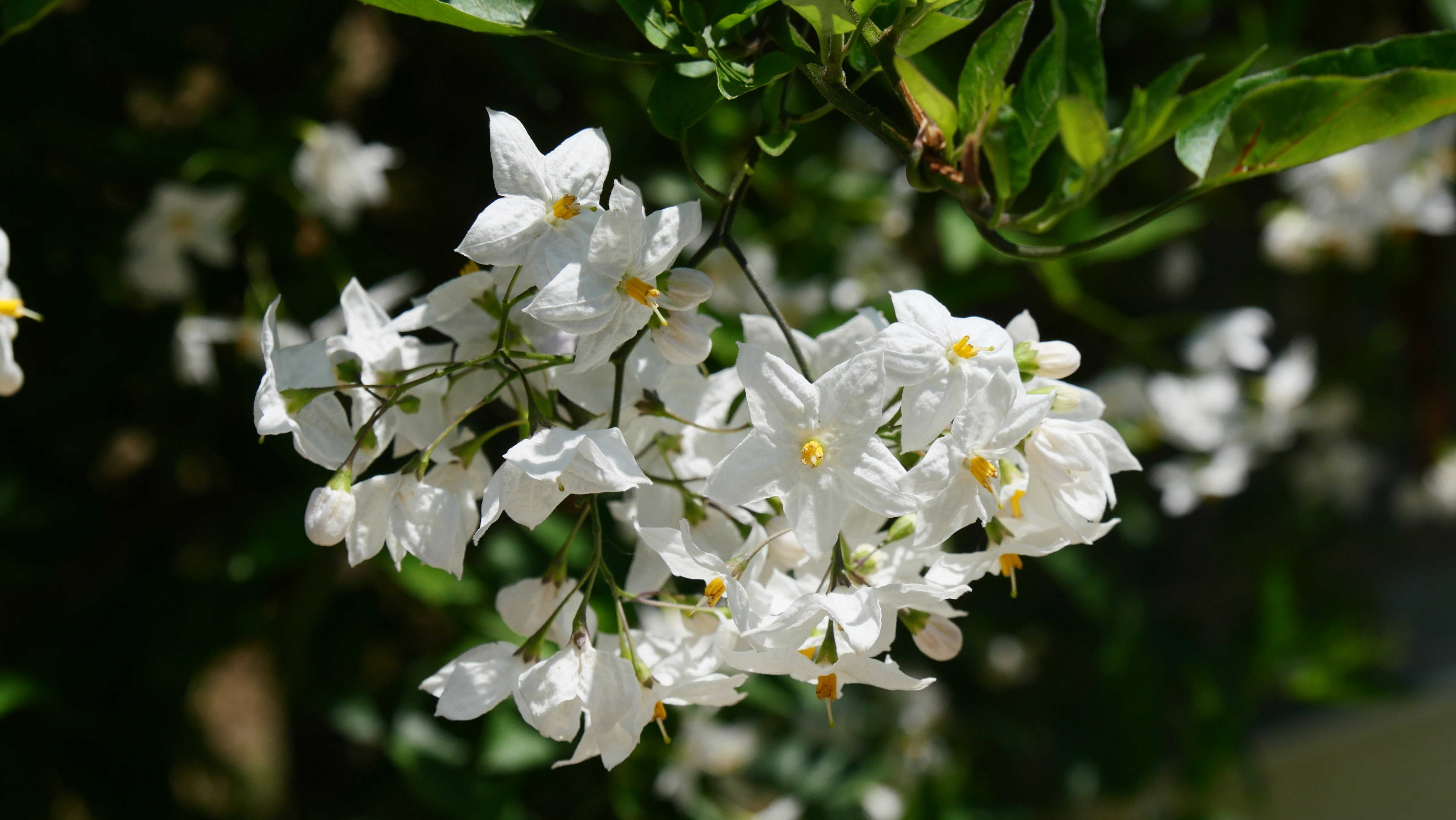 Photo by nimbus_vulpis