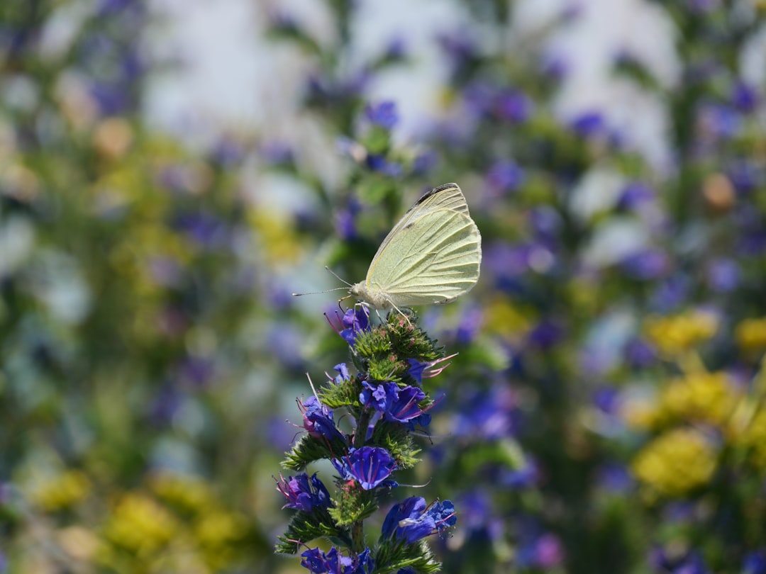 white butterfly perched on purple flower in close up photography during daytime