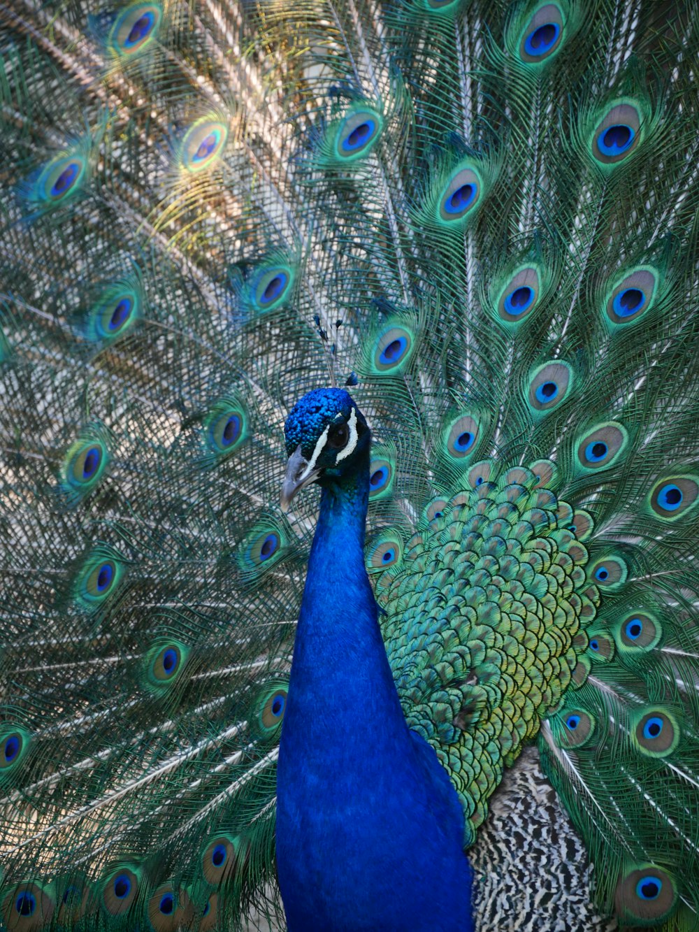 blue peacock in close up photography