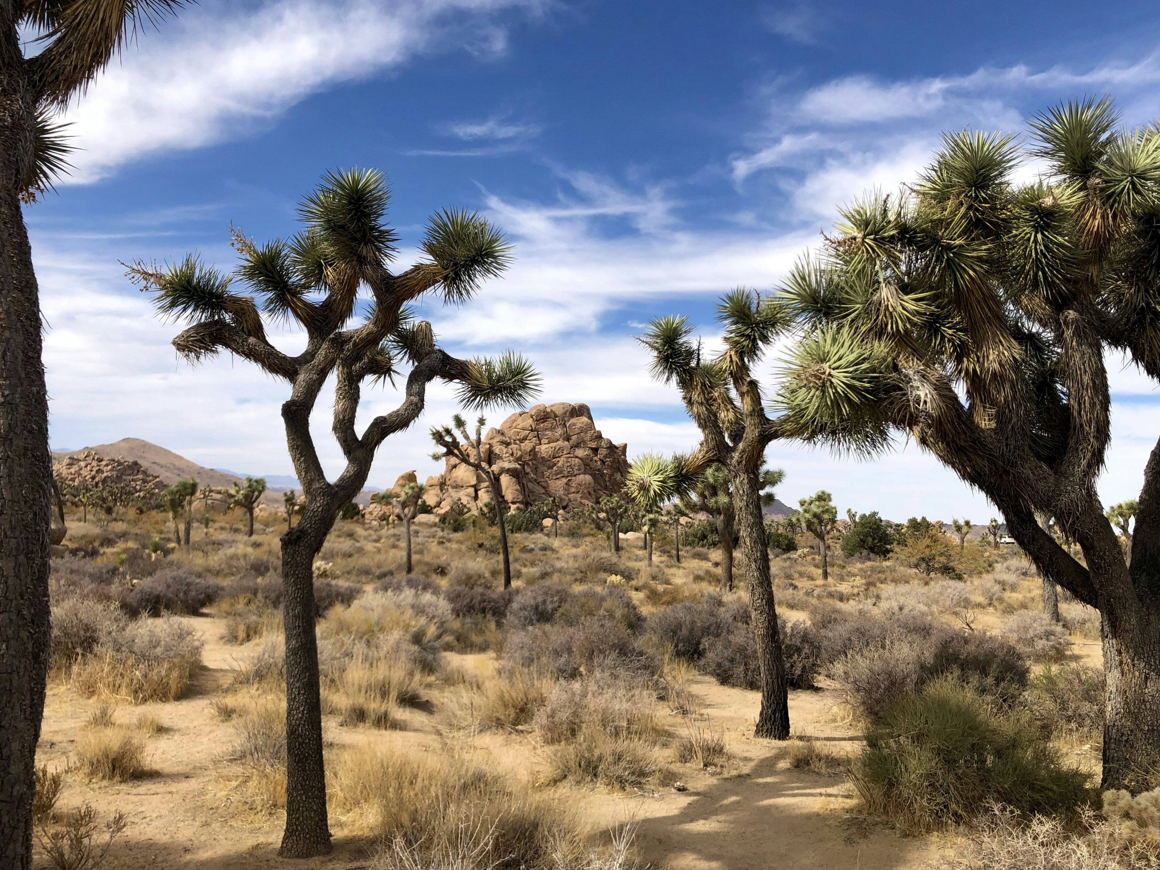 green trees on brown grass field under blue sky during daytime, Joshua Tree National Park.