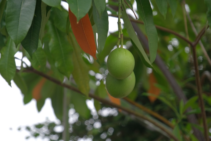 Two green fruits are hanging from a tree branch surrounded by lush green leaves. Some leaves have a reddish-brown tint.