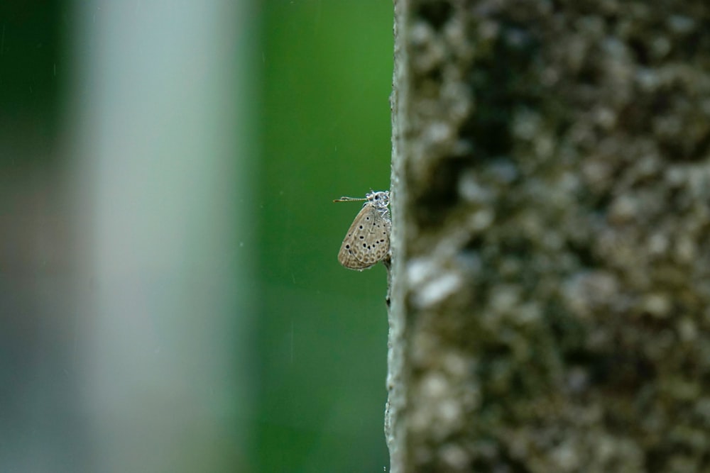 brown moth on green wall