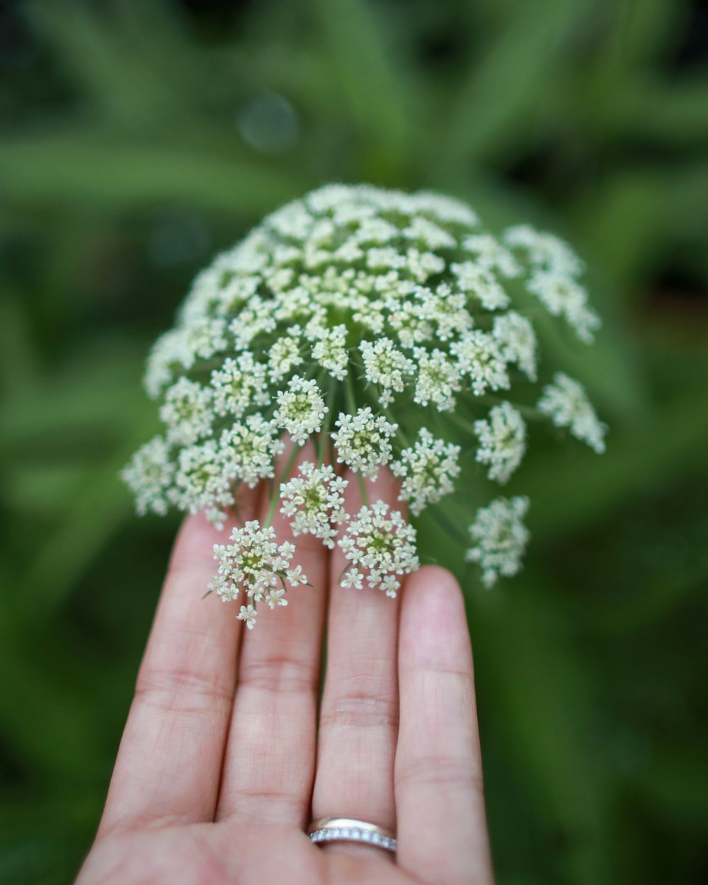 person holding white and green flower