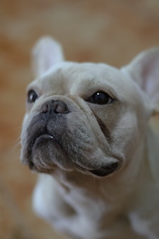 A close-up of a light-colored French Bulldog with a focused expression, showing its characteristic bat-like ears and wrinkled face. The background appears blurred, drawing attention to the dog's inquisitive gaze.