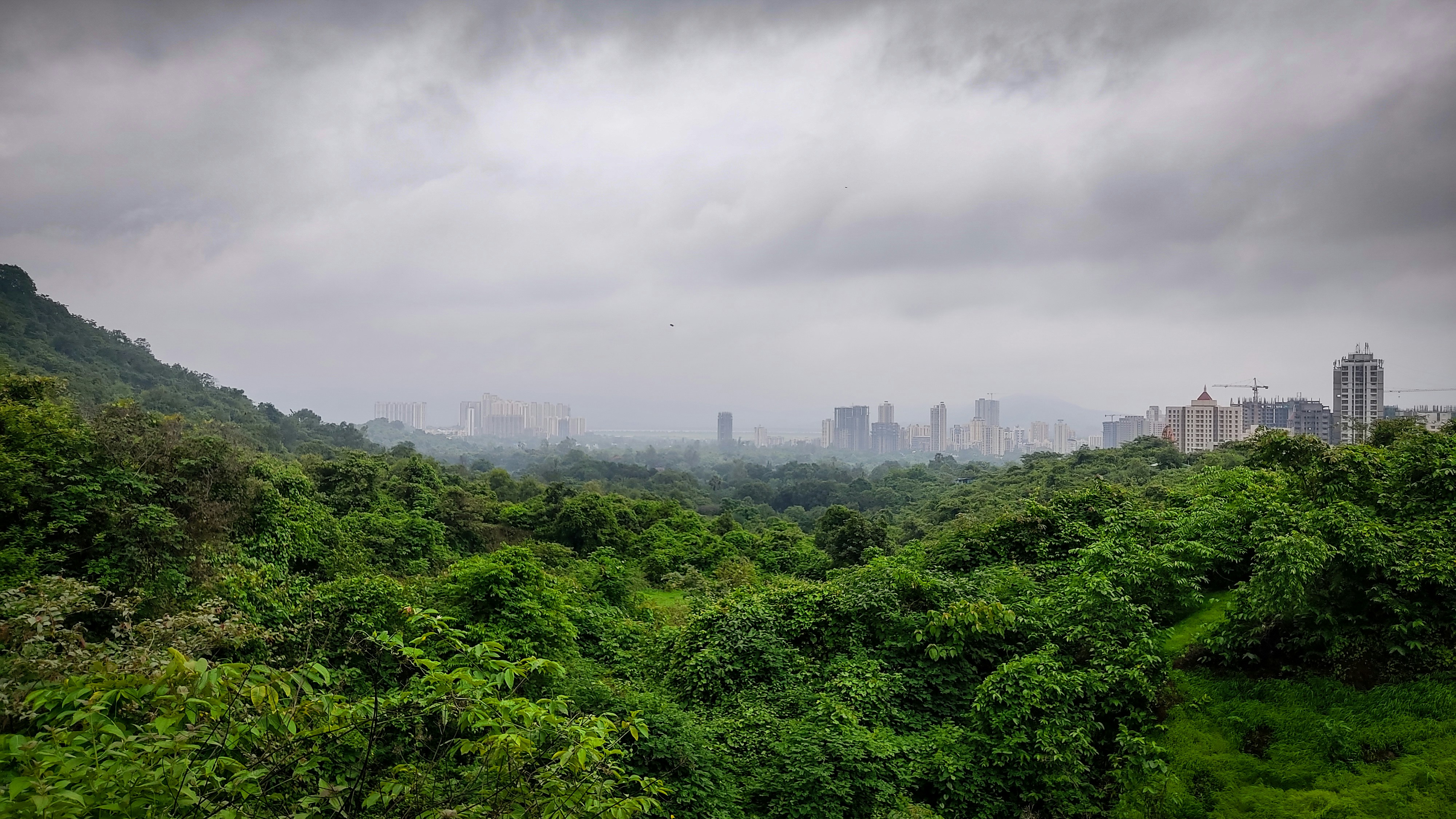 green trees under white sky during daytime