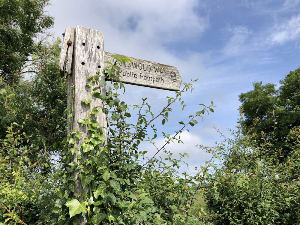 Signalétique en bois marron sur les plantes vertes sous le ciel bleu pendant la journée