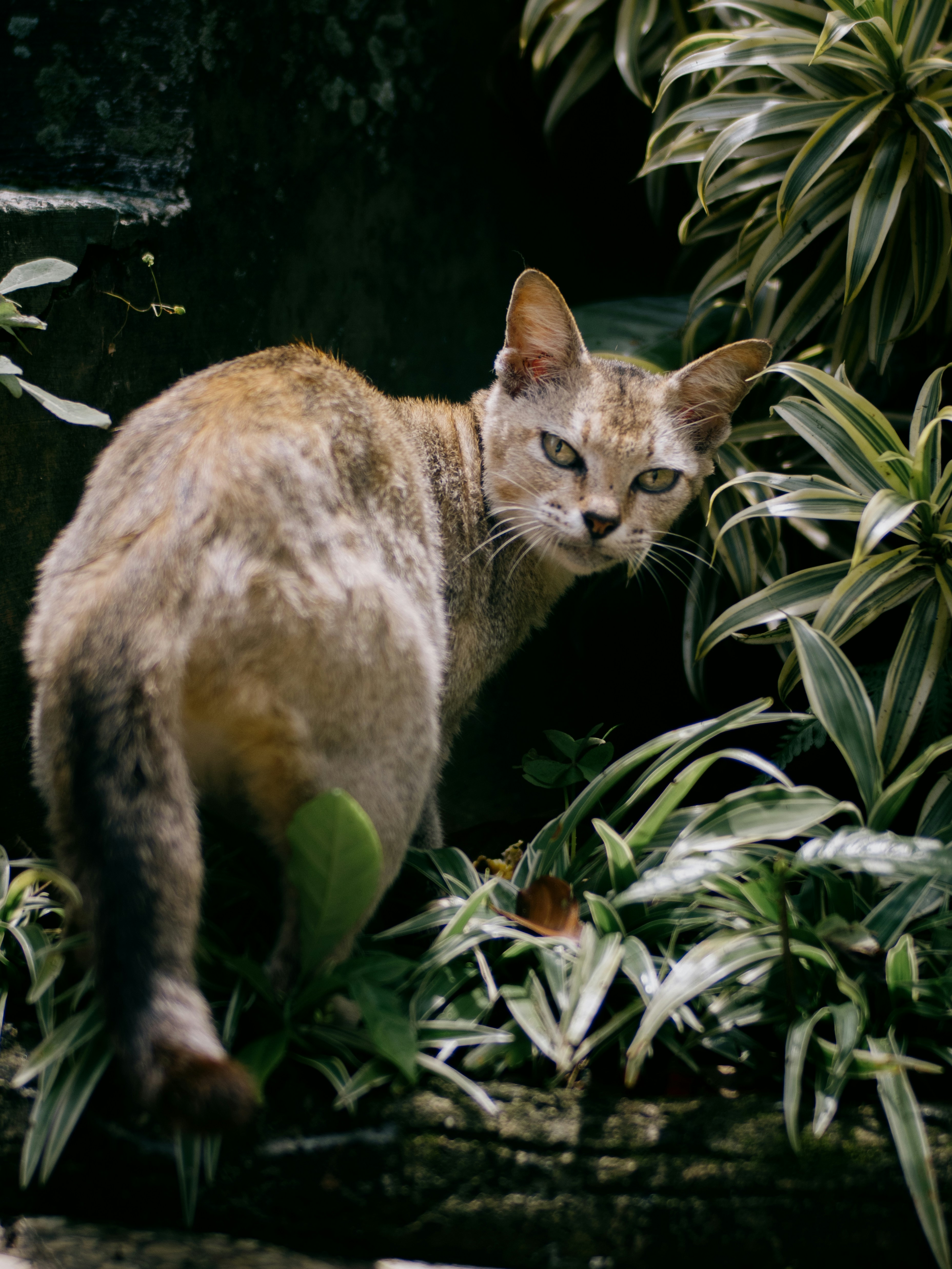 They Had Three Different Species Names (image credits: unsplash)