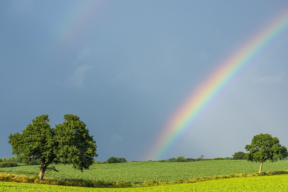 green grass field under rainbow