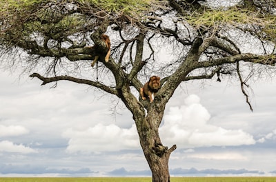 brown and black short coated dog on brown tree branch during daytime