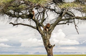 brown and black short coated dog on brown tree branch during daytime