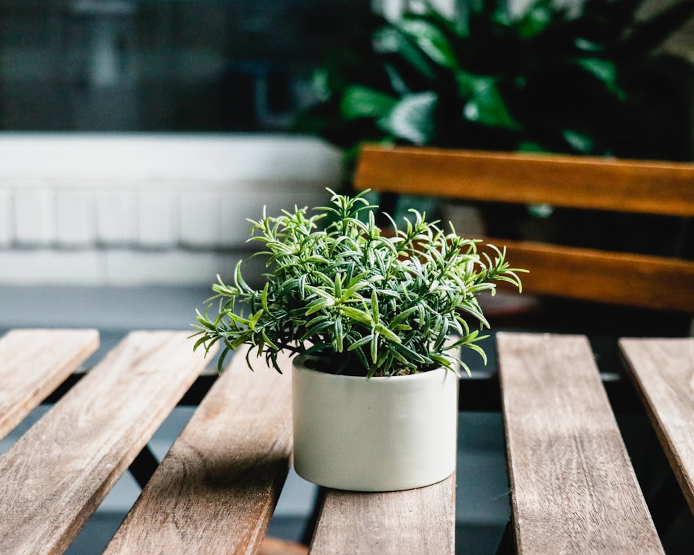 plante verte sur pot en céramique blanche